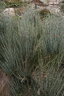 <i>Ephedra intermedia</i> Species of seed-bearing shrub