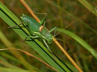 Ephippiger perforatus Species of cricket-like animal