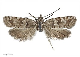 Epichorista mimica