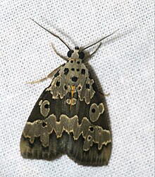 Erebid Moth (Sommeria culta) (39799071373).jpg