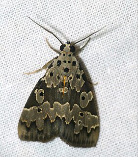 <i>Digama culta</i> Species of moth