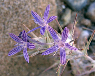 <i>Eriastrum densifolium</i> Species of flowering plant