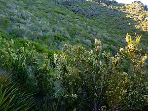 Erica arborea 50115s 01.jpg