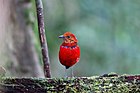 Foto van een felrode vogel met een oranjer gezicht en een blauwe ketting die op een boomstam staat