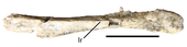 Holotype dentary of Eshanosaurus Eshanosaurus.png