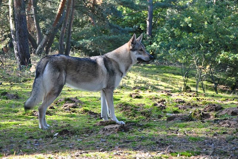 File:Eska der Tschechoslowakische Wolfhund und der Herbst 6.jpg