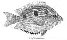 Orange Chromide Etroplus maculatus EtroplusMaculatus.png