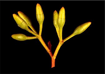 flower buds Eucalyptus cylindriflora buds (2).jpg