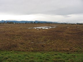 A surviving pocket of wetlands in West Eugene