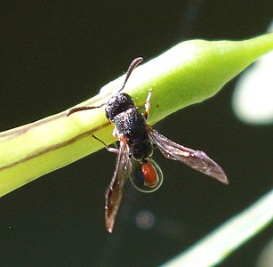 Eumenidiopsis sp.