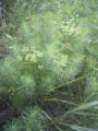 Euphorbia cyparissias at Neusiedler See