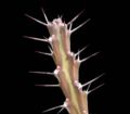 Euphorbia gillettii var. gillettii