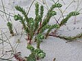 Français : Euphorbia paralias Baie de Somme nord (Somme), France