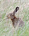 European hare near Lake Neusiedl, Austria, 20220427 1024 5538.jpg