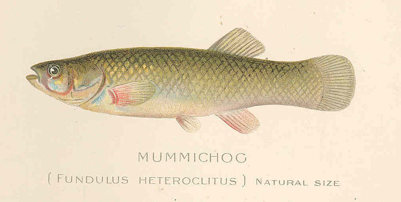 File:FMIB 43235 Mummichoc (Fundulus heteroclitus).jpeg