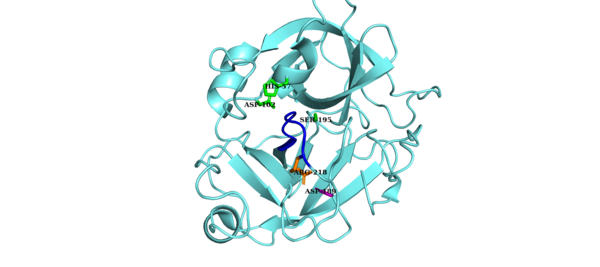 The non-canonical conformation of Factor D is inhibited by the self-inhibitory loop (blue). The Asp-Arg salt bridge (purple and orange side chains, respectively) stabilizes the self-inhibitory loop. The catalytic triad is shown in green. Factor D Non-Canonical.png
