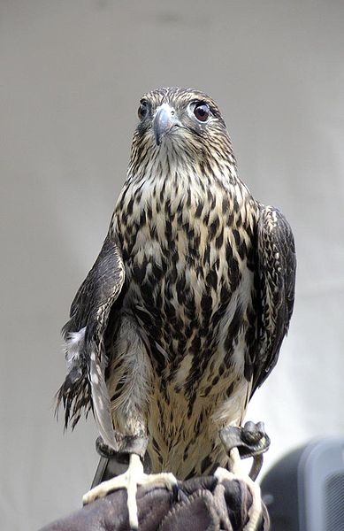 File:Falco columbarius front.jpg