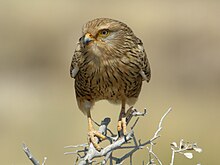 greater kestrel