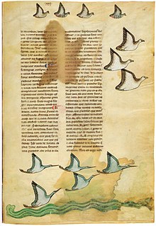 De arte venandi cum avibus (Southern Italy third quarter of the 13th century). Falkenbuch.jpg