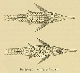 Farlowella nattereri