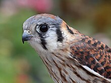 Mulher Americana Kestrel.jpg