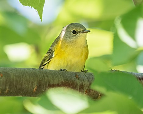 Female American redstart in Green-Wood Cemetery