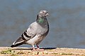 * Nomination Feral pigeon in Parc Georges-Valbon, France. --Alexis Lours 00:05, 23 March 2022 (UTC) * Promotion  Support Good quality. --Steindy 00:26, 23 March 2022 (UTC)  Question FP? -- Ikan Kekek 01:56, 23 March 2022 (UTC)