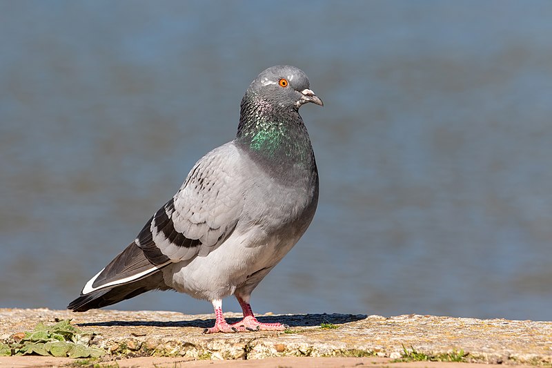 File:Feral pigeon 2022 03 18 01.jpg