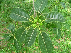 Hojas de higuerón (Ficus citrifolia).