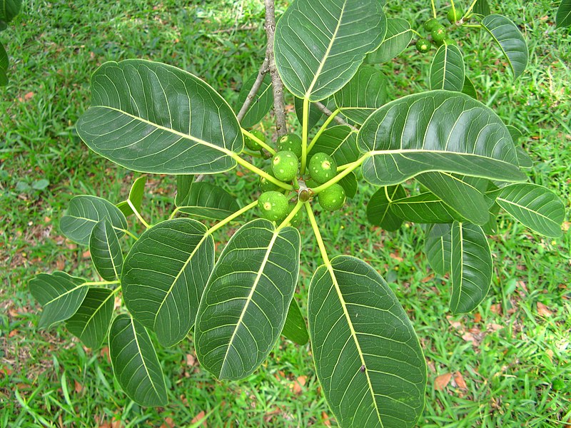 File:Ficuscitrifoliaceret.JPG