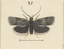 Fig 21 MA I437911 TePapa Plate-L-The-butterflies full (cropped).jpg