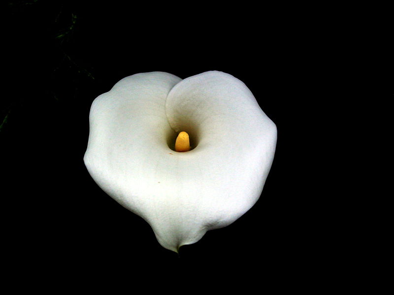 File:Fiore di calla. Foto Giovanni Dall'Orto, 1-June-2006 4.jpg