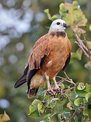 aves De Argentina