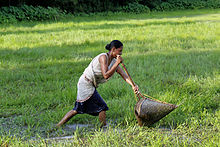 Kaibarta woman with traditional fish catching device made from bamboo in Assam Fishing Woman.jpg