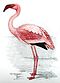 Flamingo00.jpg