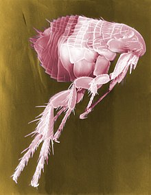 koriander parazita paraziták átfogó vizsgálata