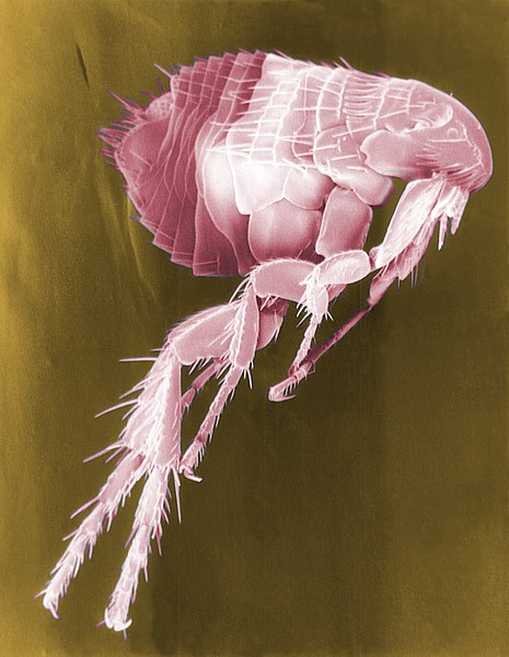 File:Flea Scanning Electron Micrograph False Color.jpg