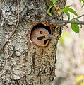 Image 82Northern flicker looking out from its nest in the Central Park North Woods