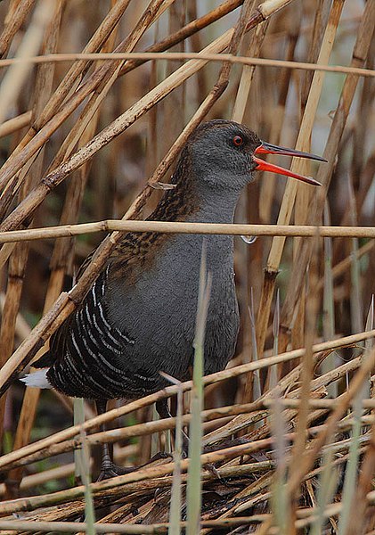 File:Flickr - Rainbirder - Water Rail(Rallus aquaticus).jpg