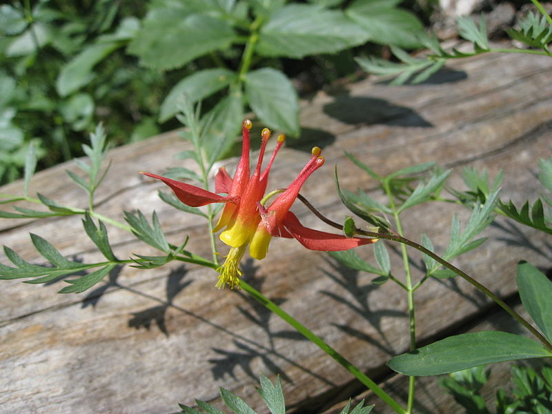 File:Flickr - brewbooks - Aquilegia formosa Red columbine.jpg