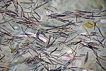 Thumbnail for File:Floating, dead Syringodium filiforme (manatee grass) (southeastern Graham's Harbour, San Salvador Island, Bahamas) 2 (16048138135).jpg