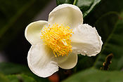 Flower of camellia sinensis.jpg