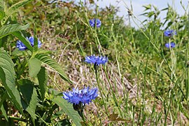 Cornflower