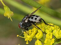 Wohlfahrtia magnifica (Sarcophagidae)