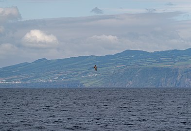 Flying Cory's shearwater (Calonectris borealis), São Miguel Island, Azores, Portugal