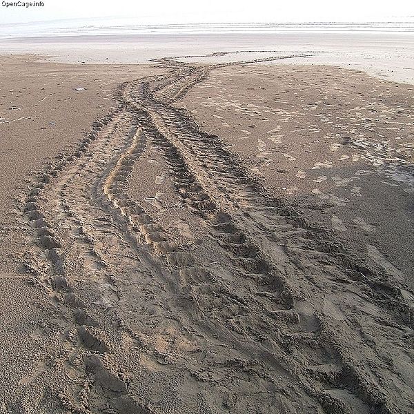 File:Footprint of Loggerhead Sea Turtle.jpg