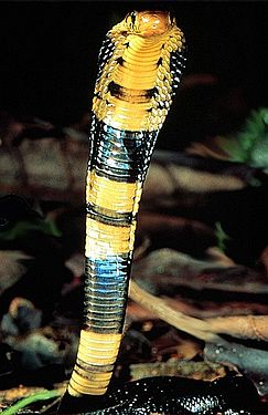DendroNaja worked on snake articles. Forest cobra, now a GA, shown.
