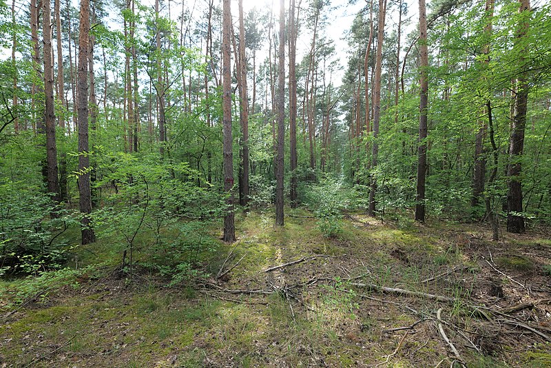 File:Forest in Bralitz 2021-07-20 04.jpg