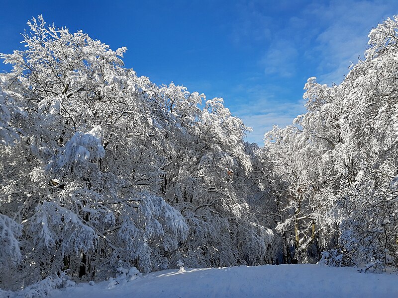 File:Forest in snow, Engenhahn.jpg