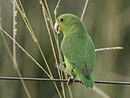 aves De Argentina